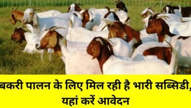 Subsidy on goat farming